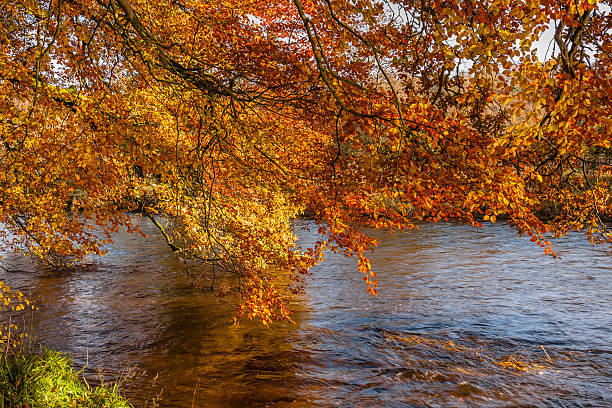 Autumn colours, riverside walk, November 2011 stock photo