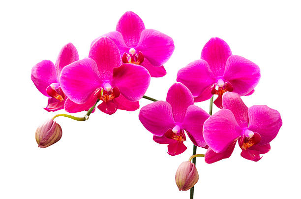 istock Vibrant colored lilac flowers of orchids 470855525
