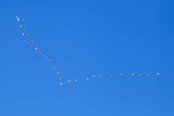 istock Snow geese flying at the sky 470855838