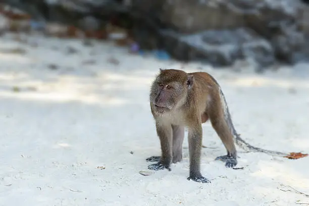 Monkey walking on the beach