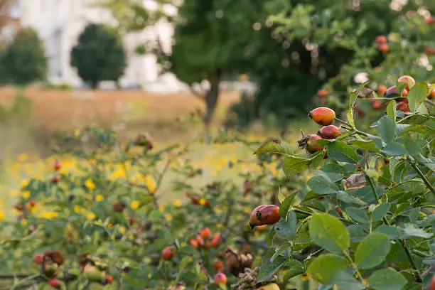 field of wild rosewood in the city