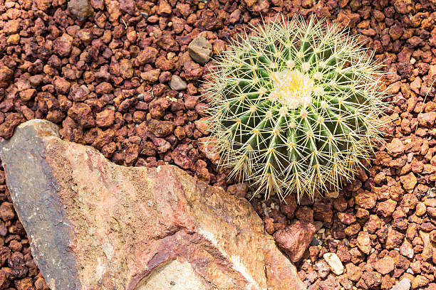 echinocactus grusonii - cactaceous imagens e fotografias de stock