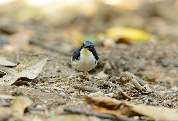 istock male Siberian Blue Robin (Luscinia cyane) 470857011