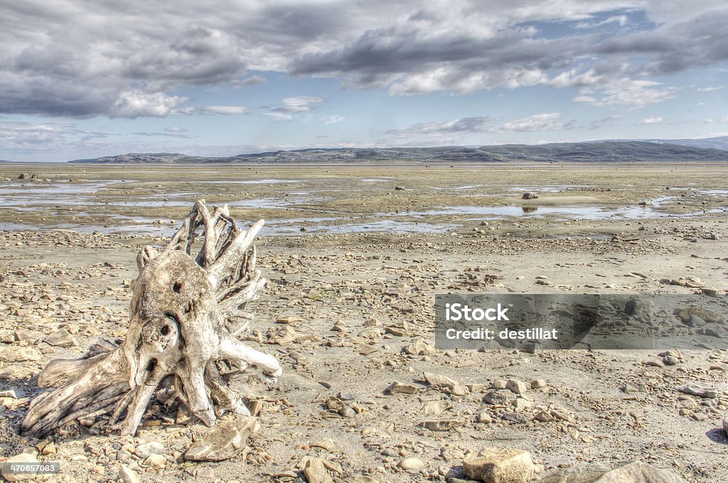 Paysage arctique - Photo de Arbre libre de droits