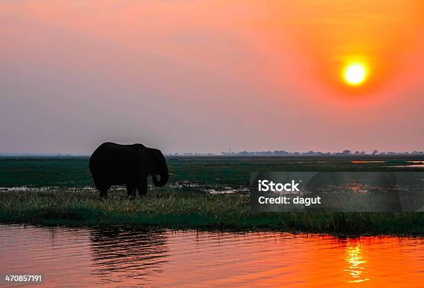 Elephant In The Sunset Stock Photo - Download Image Now - Botswana, Africa, African Elephant