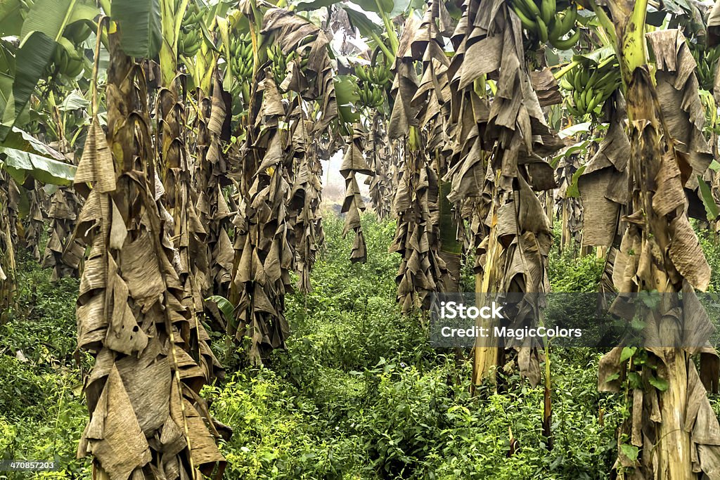 Banana Plantation Banana Plantation in Kerala India Agriculture Stock Photo
