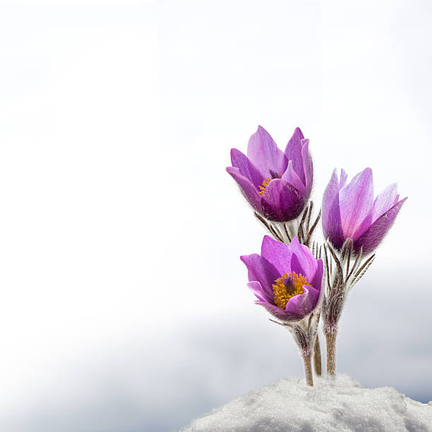 Spring anemone flowers stock photo