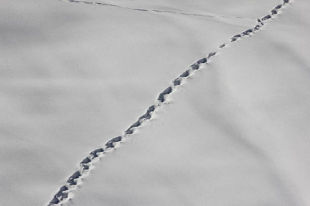 istock To leave one's marks, Track in Snow, Footprints, Winter Scenery 470857411