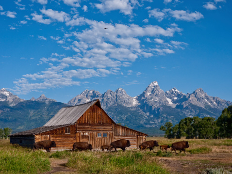 Moulton Barn with Bison in the Grand Teton National Park, Wyoming.