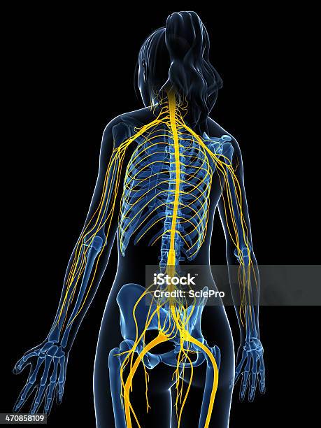Female Nervous System Stock Photo - Download Image Now - Anatomy, Biomedical Illustration, Blue