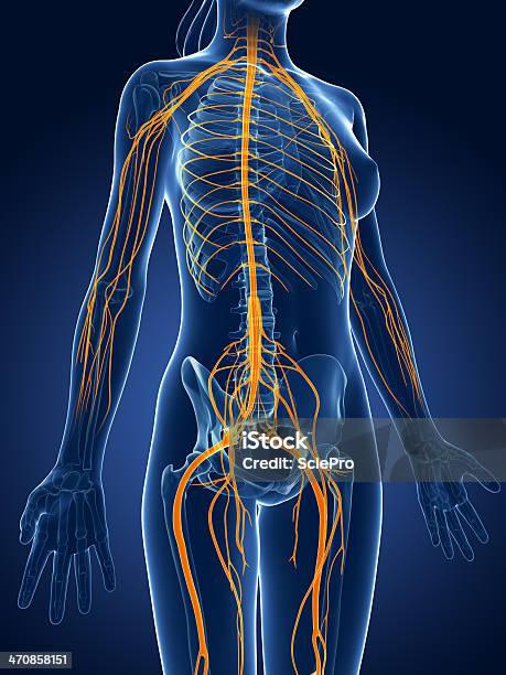 Female Nervous System Stock Photo - Download Image Now - Human Nervous System, Sciatic Nerve, Anatomy