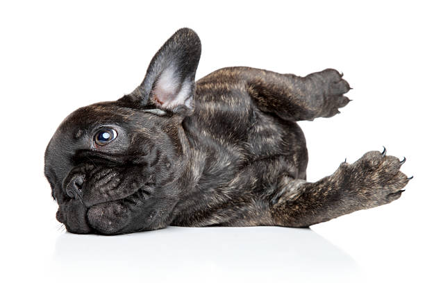 istock French Bulldog puppy resting 470858181