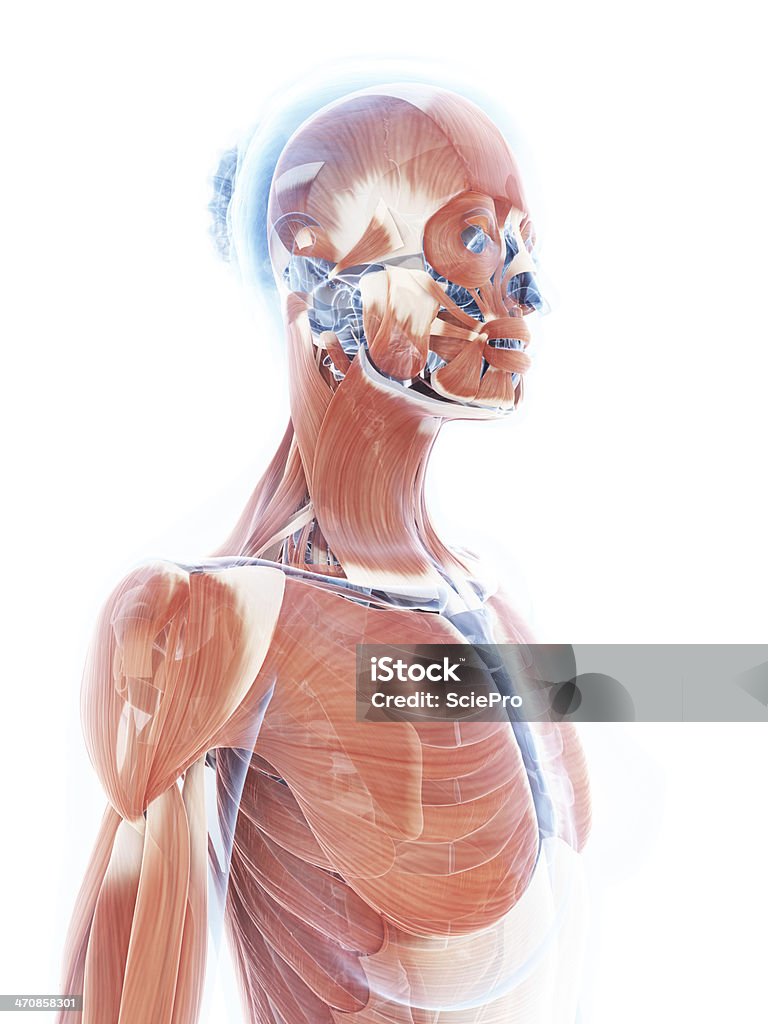 Système musculaire-femme le haut du corps - Photo de Anatomie libre de droits