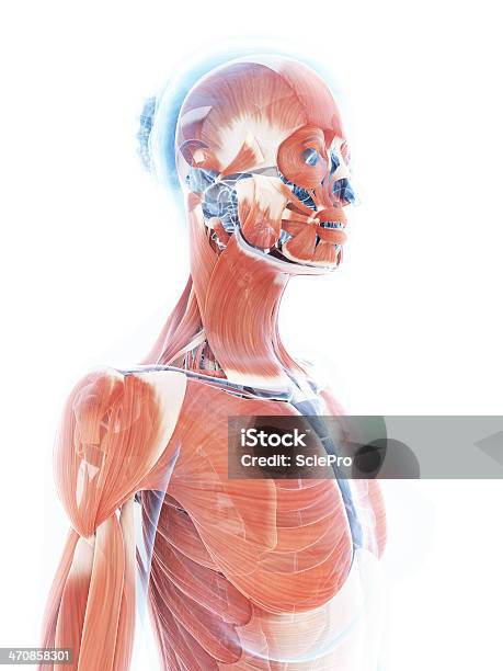 Photo libre de droit de Système Musculairefemme Le Haut Du Corps banque d'images et plus d'images libres de droit de Anatomie - Anatomie, Biologie, Illustration