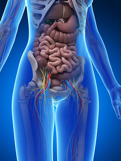 istock female anatomy - intestines 470858781