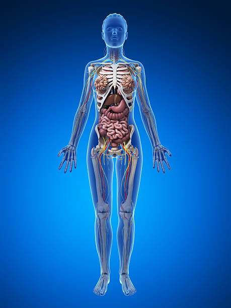 istock female anatomy - full body 470858913