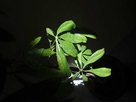 I entered the room and I was struck by the intense color of the green leaves, the sun entered through the window and partially illuminated the plant, there was an excellent hire and take the photo.   