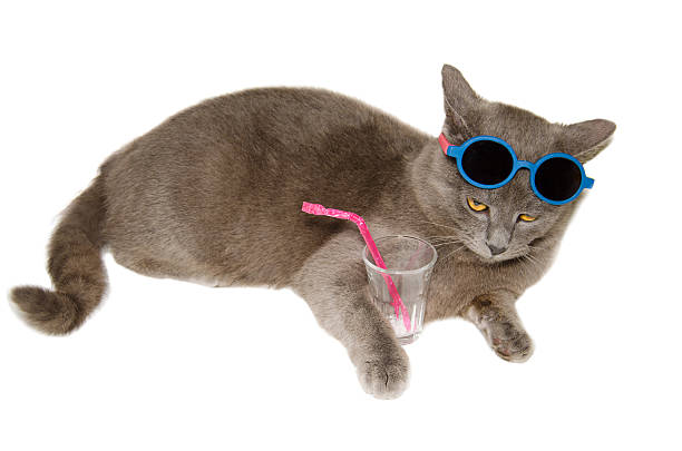 chartreux cat take a drink - 傳教士藍貓 個照片及圖片檔