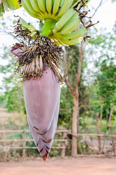banana blossom stock photo