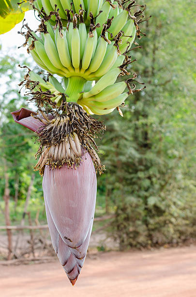 banana blossom stock photo