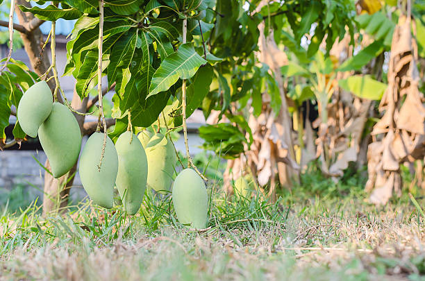 mango on tree stock photo
