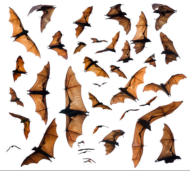 Flying foxes Flying foxes isolated on white flying fox photos stock pictures, royalty-free photos & images