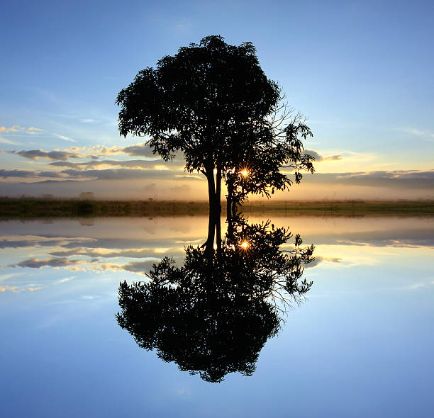 istock Silhouette and reflection of single tree at sunrise 470864173