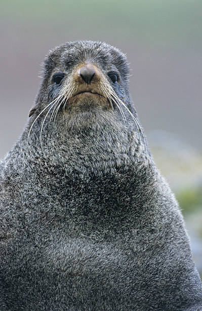 istock Sea lion close-up 470864563
