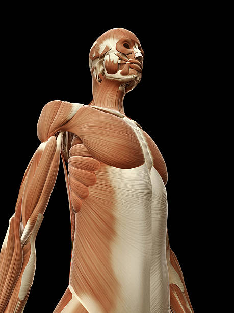 istock female muscles - upper body 470865045