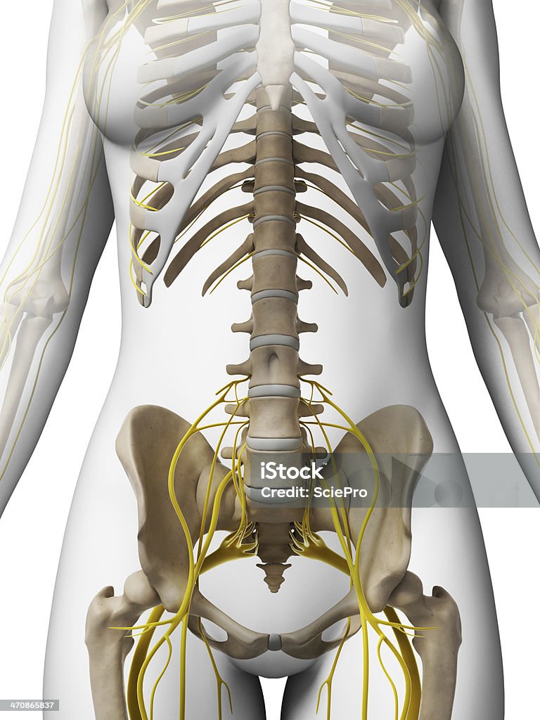 雌と骨神経-腰椎棘 - 中枢神経系のロイヤリティフリーストックフォト