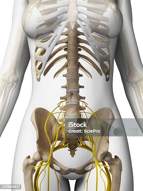 雌と骨神経腰椎棘 - 中枢神経系のストックフォトや画像を多数ご用意 - 中枢神経系, 図表, 神経系統