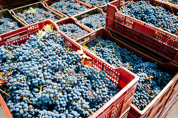 Grape harvest stock photo