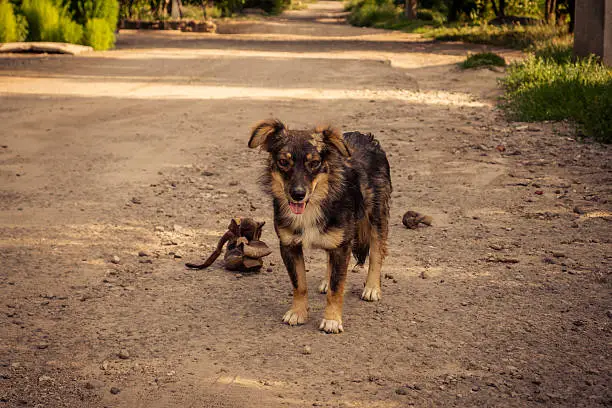 Portrait of neighbors dog playing with old shoe.