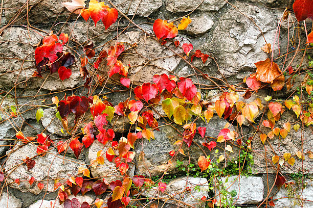 Autumnal leaves of creeper plant on a stone wall