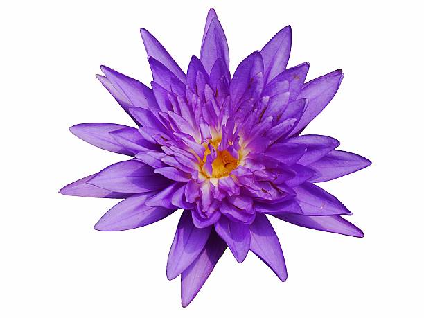 istock The purple Lotus on the White Background 470869548