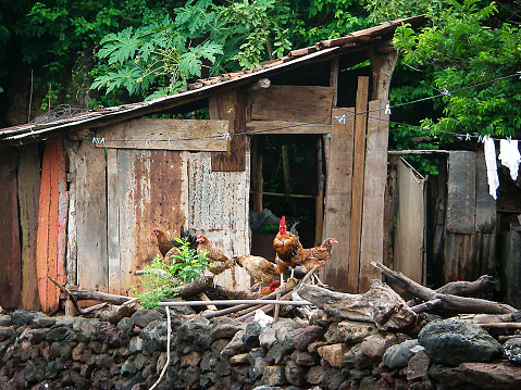 Chickens on Stone Wall and Old Shack Isla del Tigre Valle Honduras