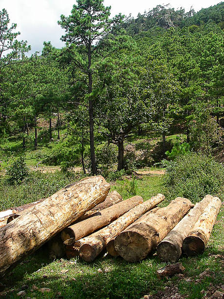 Logs cut from Pine Forest around San Marcos de Colon Southwest Honduras