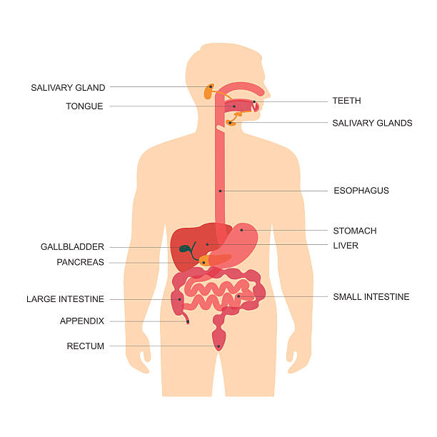digestive system, human anatomy digestive system, stomach vector illustration  human duodenum stock illustrations