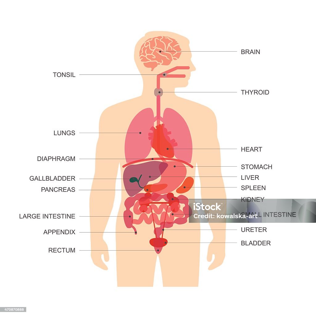 human body anatomy, human body anatomy, vector medical organs system,  The Human Body stock vector