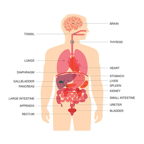 human body anatomy, human body anatomy, vector medical organs system,  human duodenum stock illustrations