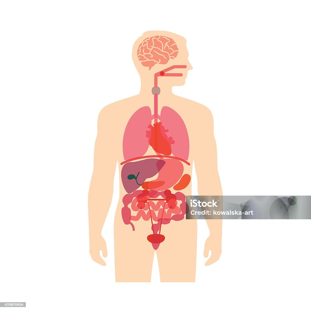 human body anatomy, human body anatomy, vector medical organs system,  The Human Body stock vector