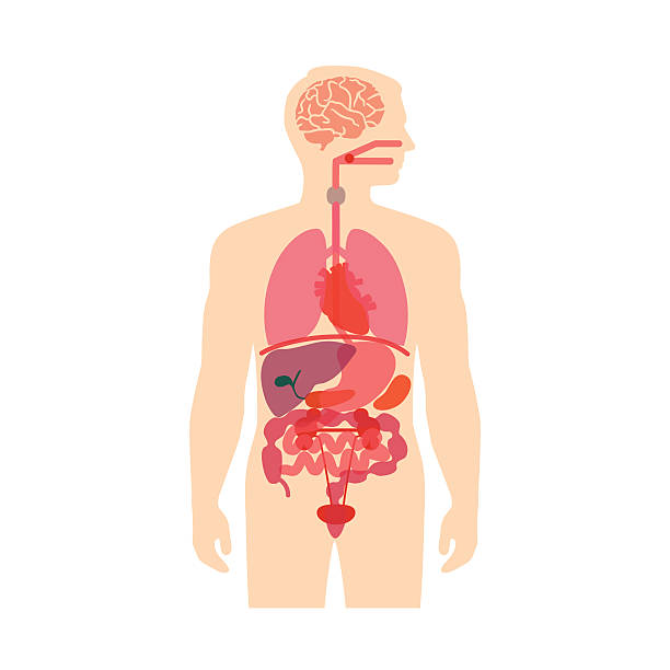human body anatomy, human body anatomy, vector medical organs system,  human digestive system illustrations stock illustrations