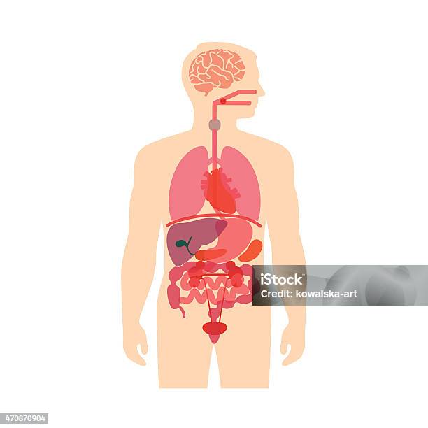 Human Body Anatomy Stock Illustration - Download Image Now - The Human Body, Anatomy, Diagram