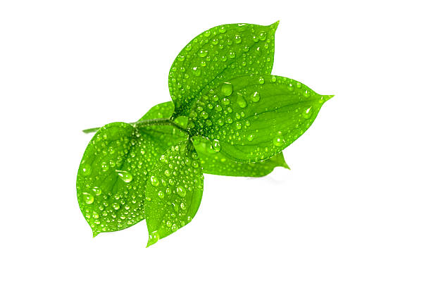 저수시설 낙차 녹색 잎 - raindrop leaf drop water 뉴스 사진 이미지