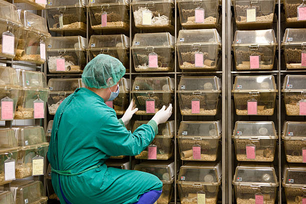 istock lab assistant takes care about laboratory animals in plastic cages 470871091