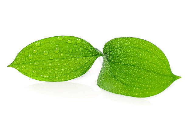 istock Water drop on green leaves 470871287