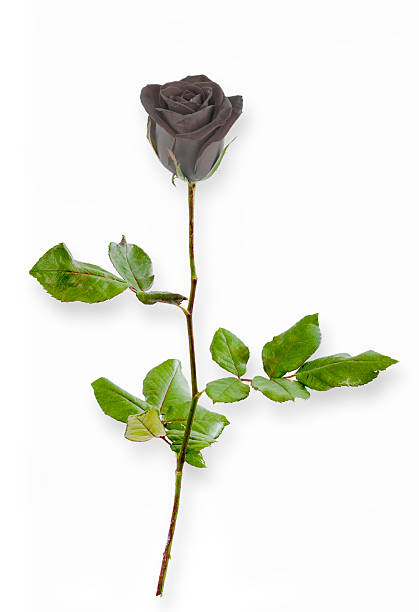 istock Black Rose of Turkey 470871545