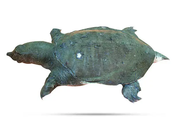 Photo of snapping turtle