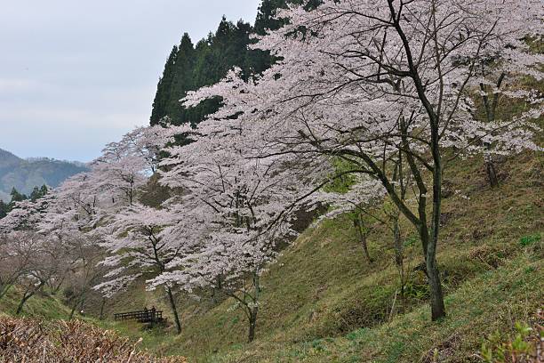 istock Cherry Blossom at Mt Myogi, Japan 470874030