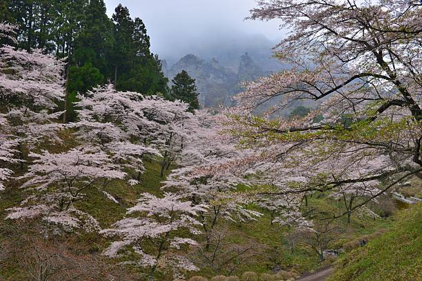istock Cherry Blossom at Mt Myogi, Japan 470874032